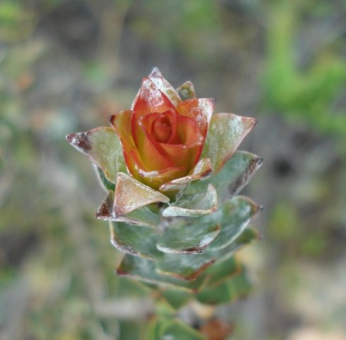 Saltera sarcocolla red stem-tip leaves
